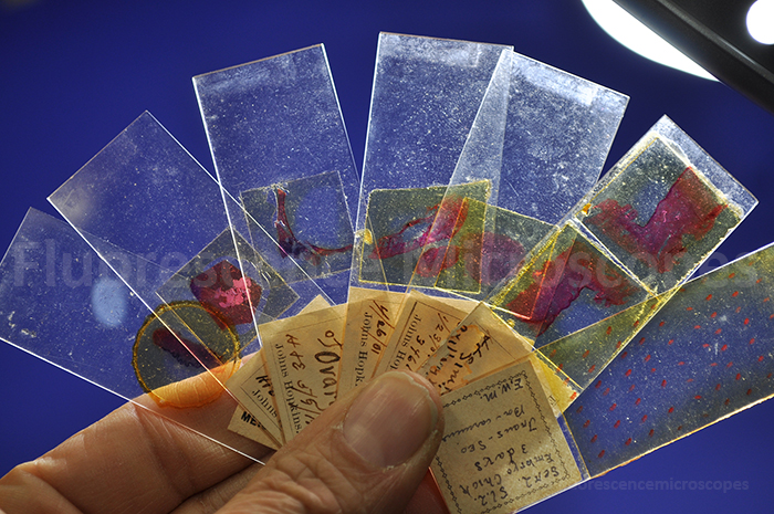 Antique Vintage Medical Microscope Histology Prepared Slides Set Ebay