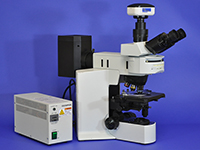 Olympus BX51 Upright Fluorescence Microscope