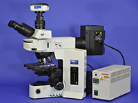 Olympus BX51 Upright Fluorescence Microscope