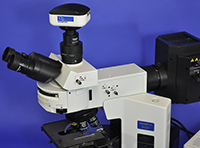 Olympus BX51 Upright Fluorescence Microscope