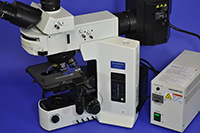 Olympus BX51 Upright Fluorescence Microscope